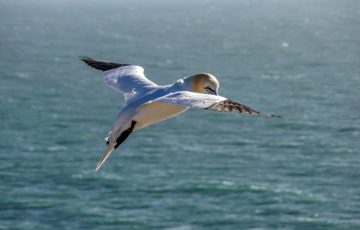 Le projet et l'écosystème du golfe du Lion